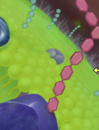 <p>cell membrane</p>