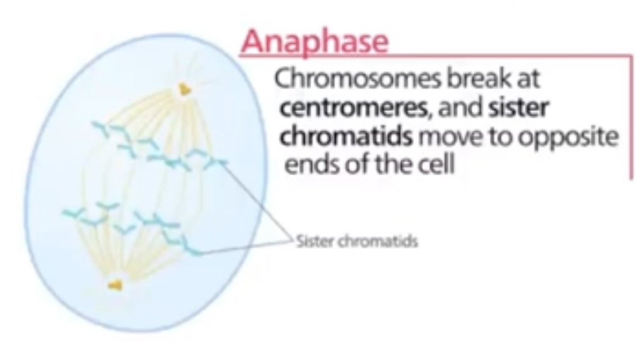 <p>Spindle fibre start to shorten and move towards centrioles and pull centromere and chromatids towards them (opposite poles)</p><p>Centromere divides into 2</p><p>Stage requires energy in form of ATP (provided by respiration in mitochondria)</p>