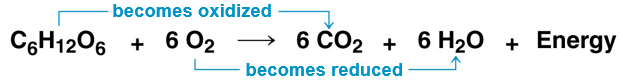 <ul><li><p><span style="background-color: transparent;">During cellular respiration, the fuel (such as glucose) is oxidized, and O<sub>2</sub> is reduced</span></p></li></ul><p></p>