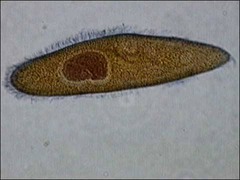 <p>• use cilia for locomotion</p><p>• predators of bacteria or smaller protists</p><p>• cellia can cover entire surface or be clustered</p><p>• binary fission reproduction</p><p>• toxin</p><p>• oral groove: place of ingestion</p><p>• food and contractile vacuoles</p><p>• anal pore for waste</p>