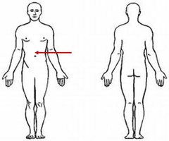 <p>stomach area</p>