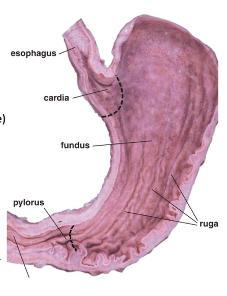 <p>What are gastric rugae composed of? (2)</p>