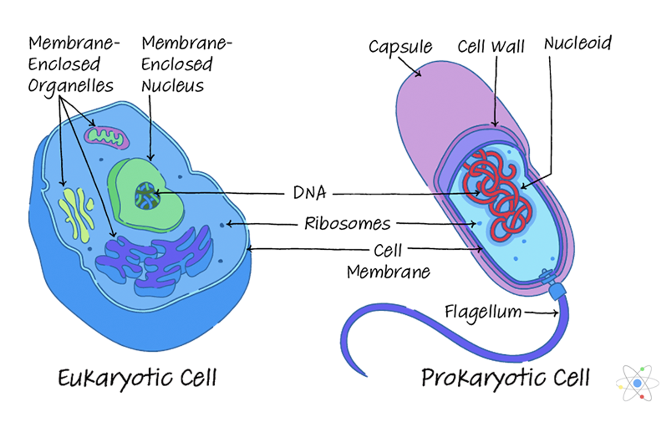 <ul><li><p><strong>no</strong> membrane-bound organelles </p></li><li><p><strong>minimal</strong> <strong>defined</strong> internal structure </p></li><li><p><strong>no</strong> defined structure to hold <strong>DNA</strong> (e.g. nucleus)</p></li><li><p>forms <strong>unicellular</strong> organisms </p><ul><li><p>e.g. <strong>bacteria</strong>, <strong>archaea</strong> </p></li></ul></li></ul><p></p>