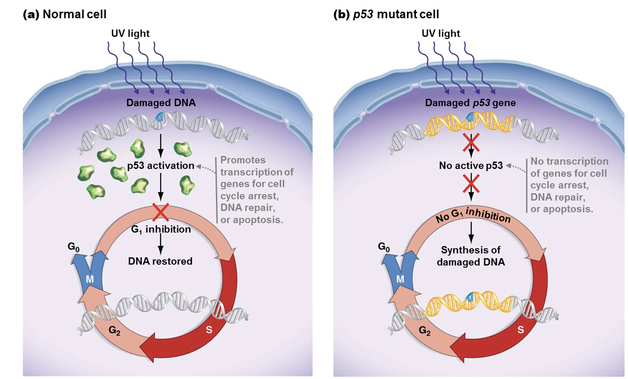 <p>•Mutations affect the cell cycle because they would inhibit cell division, but if that gets mutated then cell division would not be controlled</p><p>•Loss of function</p><p>•DNA repair genes, apoptosis regulators, anything that controls the cell cycle to keep it from working properly.</p><p></p><p>eg. p53 tumor suppressor, major checkpoint protein</p><p>•Mutated in more than 55% of human cancers, involved in checkpoint control</p><p>•There is no more inhibition in checkpoints, so no DNA repair or restoration.</p>