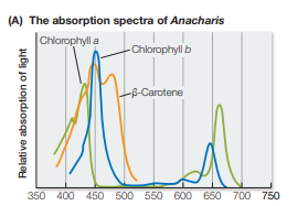 <p>a graph that plots light absorbed by a pigment against wavelength. its used to identify light capturing properties of molecules</p>