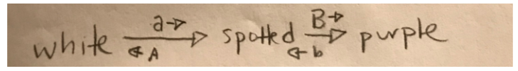<p><span style="font-family: Calibri, sans-serif;"><strong>Under these assumptions, <em>A </em>blocks the expression of both <em>B </em>and <em>b</em>. The <em>a </em>allele has no effect on the expression of <em>B </em>and <em>b. B </em>results in solid purple, while <em>b </em>results in spotted purple.</strong></span></p>