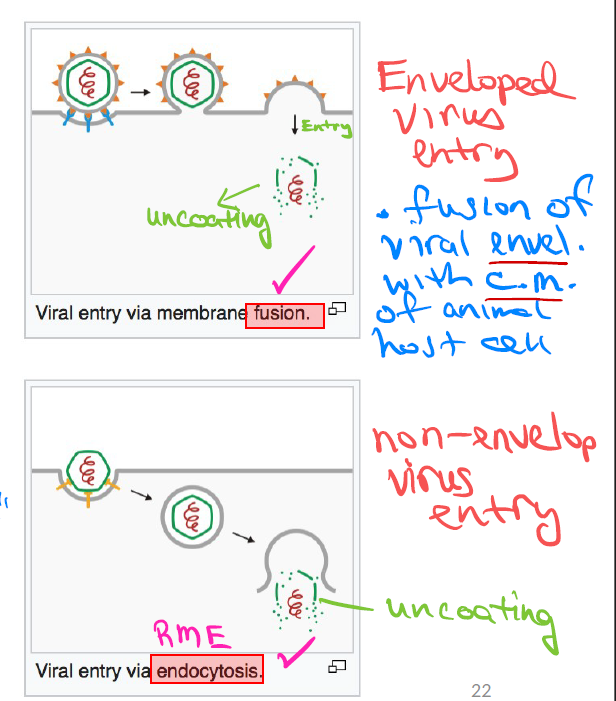 <ol><li><p>Enveloped viruses enter by Fusion — viral envelope fuses with the animal host cell's plasma membrane.</p></li><li><p>Non-enveloped viruses enter by Receptor-Mediated Endocytosis (RME) — "engulfment."</p></li></ol><p></p>