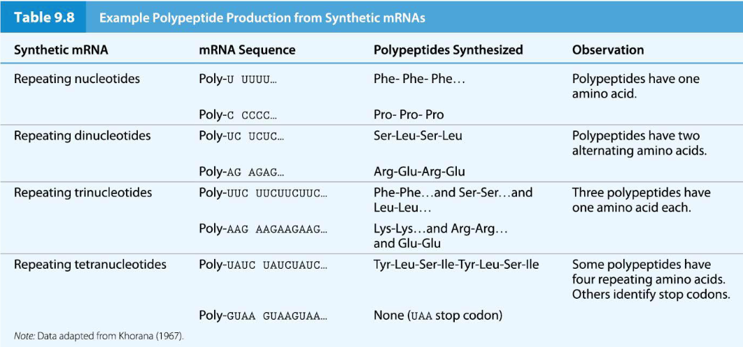 <p>Har Gobind Khorana expanded the range of template RNAs by synthesizing mRNA molecules with repeating <strong>di-, tri-, and tetranucleotides</strong>,</p><ul><li><p>Results with artificial mRNAs made from repeating nucleotides helped to narrow down the codons that might be associated with each amino acid, but could not show precisely which codon corresponded to which amino acid</p></li></ul><p></p>