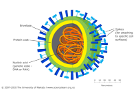 <ul><li><p><span style="font-family: Aptos, sans-serif;">Very small, <strong>c</strong>ontain nucleic acid (RNA / DNA) surrounded by a protein coat (capsid).<strong> </strong></span></p></li><li><p><span style="font-family: Aptos, sans-serif;">Cannot function outside of a host cell, </span>can’t reproduce on their own and hijack the host’s machinery to replicate<span style="font-family: Aptos, sans-serif;">. </span></p></li><li><p><span style="font-family: Aptos, sans-serif;">Genetic changes / mutations can change the antigens on their surface. (common cold, herpes, mumps, rubella, varicella-zoster (causes chickenpox), influenza, HIV (causes AIDS), COVID-19).</span> </p></li></ul><p></p>