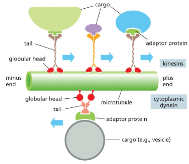 <p>Microtubule Functions: Intracellular Transport and Motor Proteins</p>
