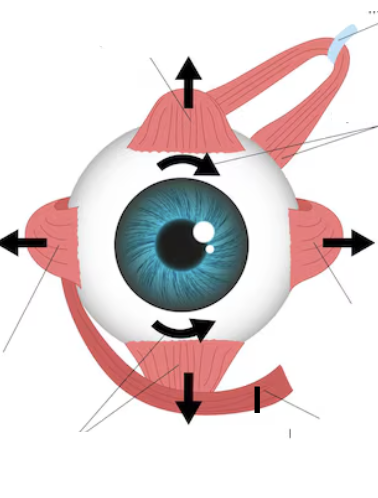 <p>I</p>