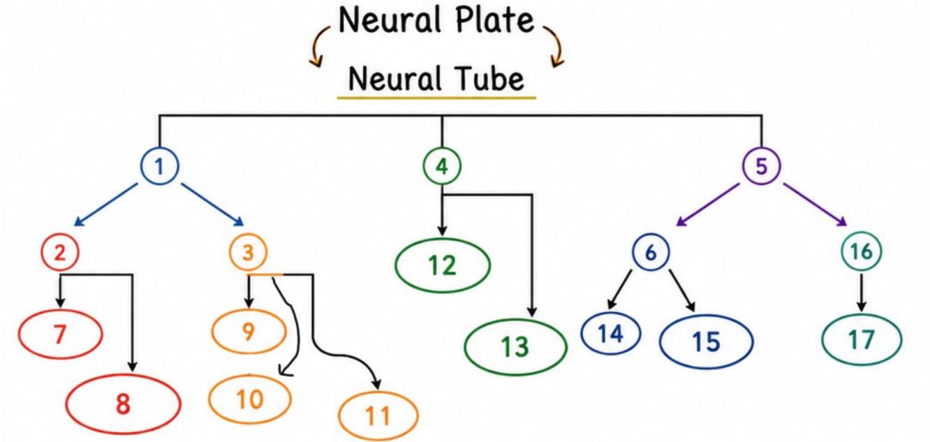 <p>16</p>
