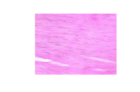 <p>Label</p>