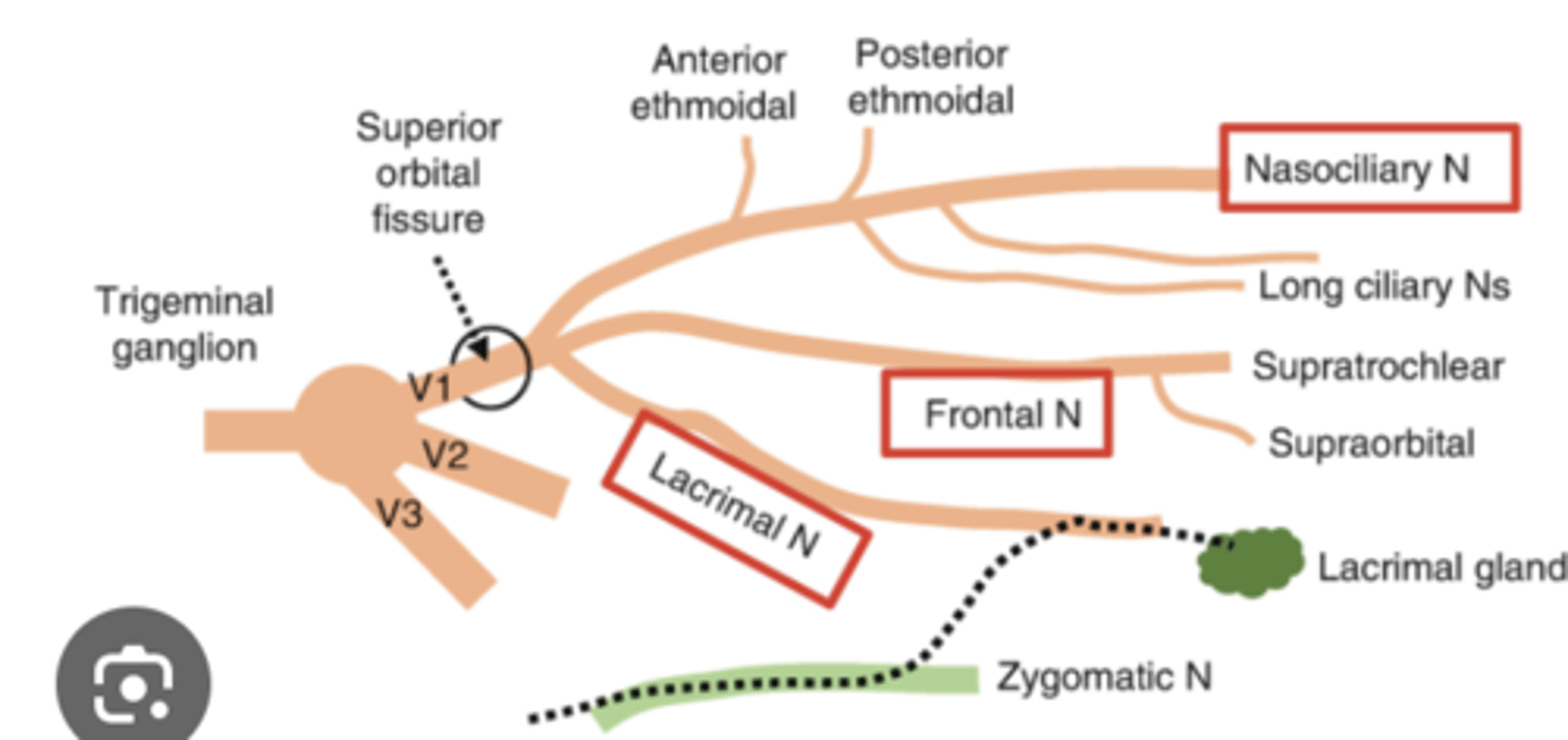 <p>What are the branches of CN V1? </p>