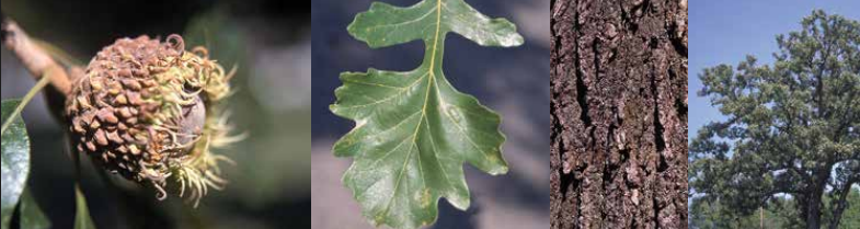 <p>Identify this tree: </p>