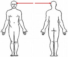 <p>head area</p>