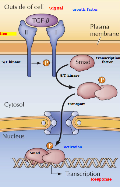 <p>TGF-β type II receptor phosphorylates and activates type I (through heterodimerization), which phosphorylates a SMAD protein. Phosphorylated SMADs form complexes and translocate to the nucleus to activate transcription of target genes. This leads to Proliferation, differentiation, and survival?</p>