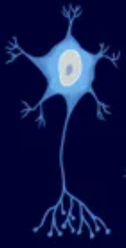 <p>cell body at top</p>