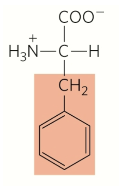 <p>phenylalanine</p><p>nonpolar</p><p>hydrophobic</p><p>aromatic</p><p>stabilize on insides via hydrophobic interactions</p>