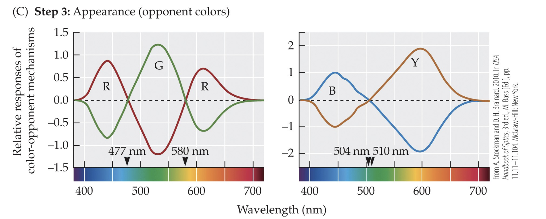 <p>V1 is most closely tied to which part of visual processing?</p>