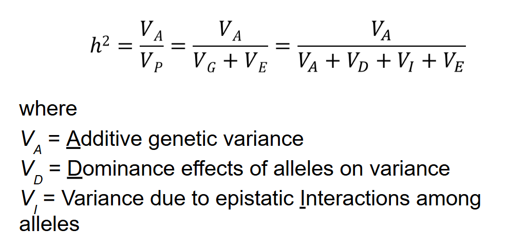 <ul><li><p>proportion of phenotypic variance explained by the additive effects of alleles</p></li></ul><p></p>