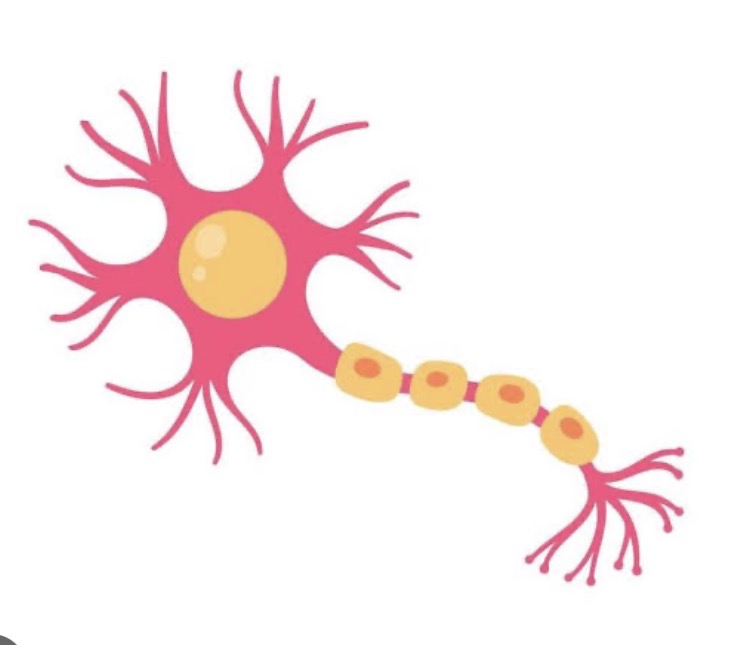 <p>Sensory neuron</p>