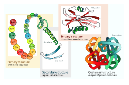 <p>● AA sequence: primary structure</p><p>○ Can form secondary structures</p><p><span>● Main concern: tertiary structures </span><span data-name="arrow_right" data-type="emoji">➡</span><span> conformation</span></p><p>○ Undergoing changes all the time, not static!</p><p>● Quaternary structure: assembly of protein using other proteins</p><p>○ Not really going through this</p>