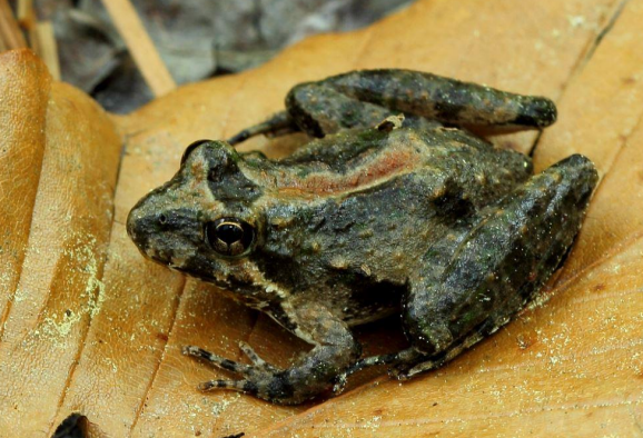 <p>● Smallest amphibian </p><p>● Warty skin </p><p>● Variable coloring </p><p>● Often a triangle between eyes </p><p>● Call: Metallic clicking increasing in tem</p>