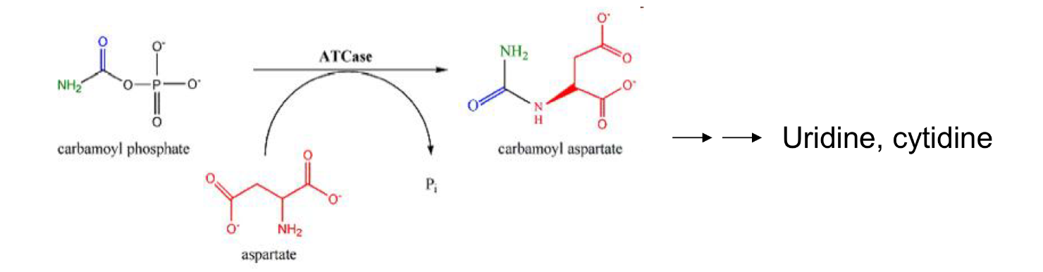 <ul><li><p>enzyme that catalyses an early step in synthesis of pyrimidines </p></li><li><p>ATCase is negatively regulated by CTP </p></li><li><p>ATCase is positively regulated by ATP </p><ul><li><p>If ATP abundant, DNA and RNA synthesis active </p></li><li><p>If ATP abundant and [ATP] > [CTP], need for pyrimidine synthesis to match the availability of purines </p></li></ul></li></ul><p></p>