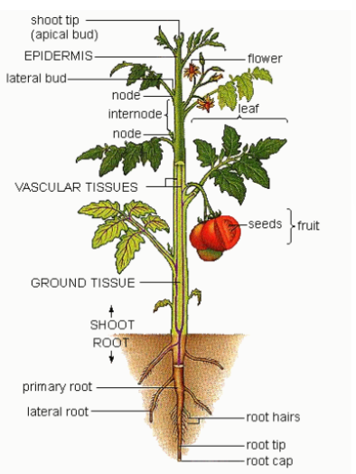 <p>Notes: Herbaceous stems= green and can photosynthesize, woody stems-have things like bark that don’t photosynthesize, leaves do photosynthesize</p>