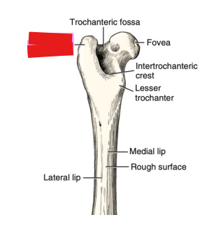 <p>Q: …… is a large prominence lateral to the head. </p><p>A. Lesser trochanter </p><p>B. Third trochanter </p><p>C. Medial epicondyle </p><p>D. Greater trochanter</p>