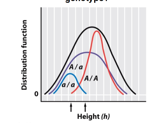 <p>hard to make geno and pheno distinguish bc of overlap</p><p>pheno can only be within a certain range, depends on trait being analyzed</p>