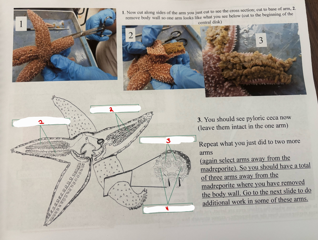 <p>Sea Star Pyloric Arm</p>