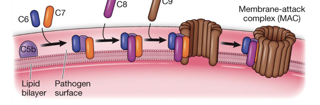 <p>Which complement protein functions as an initiating factor in the formation of the MAC</p>