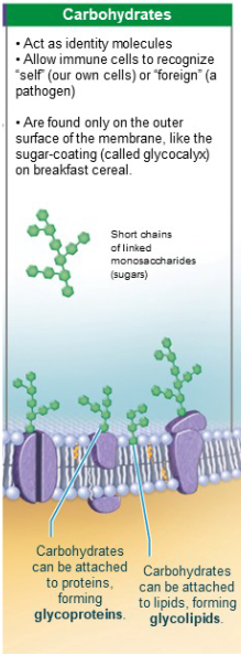 <p>Acts as a marker for cell-to-cell recognition.</p>