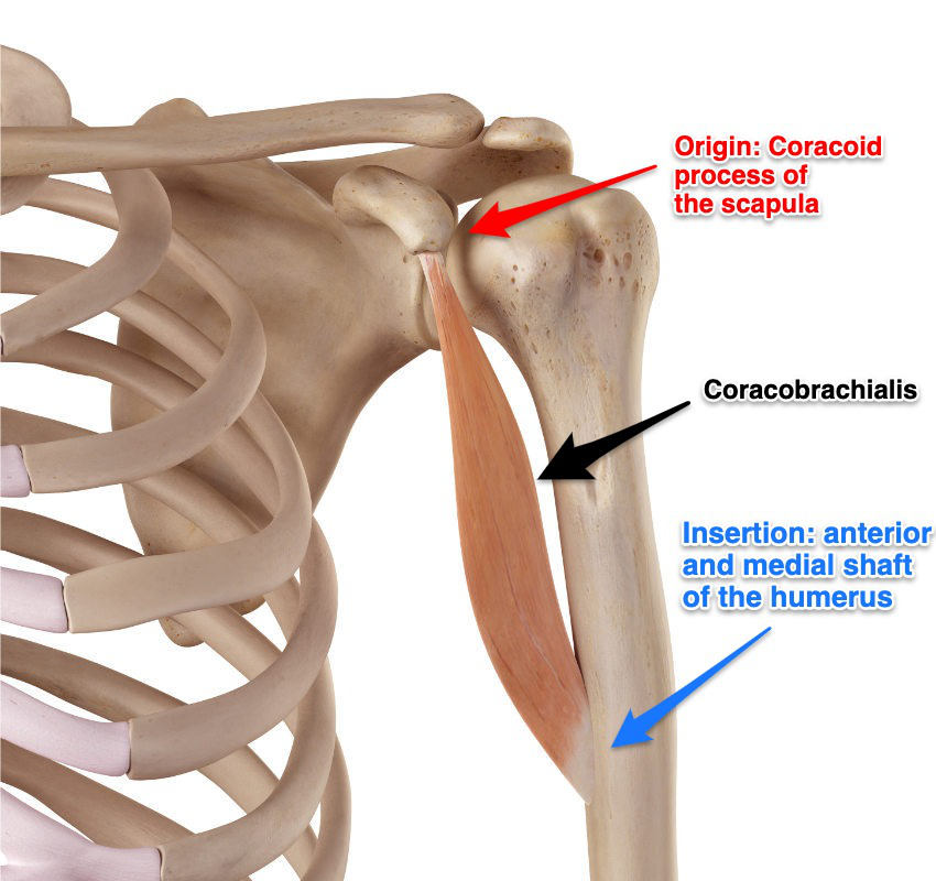 <p>origin: coracoid process</p><p>insertion: medial surface of mid humerus</p>