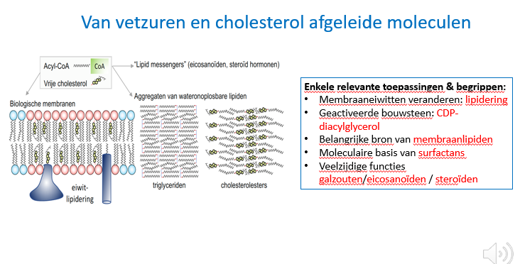 <p>Het gaat over vetzuren (acyl-CoA, dus vetzuren gebonden aan Co-enzym A) en over vrije cholesterol.</p><p style="text-align: left;"></p><p style="text-align: left;">Uitgaande van de vetzuren en vrije cholesterol kunnen we van alles maken.</p><p style="text-align: left;">Bv biologische membranen: na binding van de vrije vetzuren aan glycerol kunnen we sfingolipiden, fosfolipiden, glucolipiden, glycerolipiden… maken.<br></p><p style="text-align: left;">Uitgaande van de vrije cholesterol kunnen we ook een aantal metabolieten maken.<br></p><p style="text-align: left;">Om membranen te maken zullen we vooral vrije cholesterol en de fosfolipiden gebruiken.<br></p><p style="text-align: left;">Er bestaat ook zoiets als eiwit lipidering, hier zullen we het ook over hebben.</p><p style="text-align: left;">Het is een manier om lipiden te binden aan eiwitten en zo de conformatie / functie van de eiwitten beïnvloeden.<br></p><p style="text-align: left;">Uitgaande van sommige vetzuren kunnen we ook ‘lipid messengers’ maken, een soort van endocriene / autocriene / paracrien actieve stoffen.</p><p style="text-align: left;">Bv de eicosanoiden, maar ook endocriene stoffen zoals steroidhormonen en vitD.</p><p style="text-align: left;"></p><p style="text-align: left;">We kunnen ook met de vetzuren, cholesterol, cholesterolesters, sfingolipiden, fosfolipiden, glucolipiden aggregaten maken zoals bv de vetdruppels in de adipocyt en de kernen van lipoproteïnen.<br></p><p style="text-align: left;">Er bestaat zoiets als lipidering.</p><p style="text-align: left;">We zullen het hebben over de geactiveerde bouwsteen die de sfingolipiden en triglyceriden gemeen hebben (nl diacylglycerol).</p><p style="text-align: left;">Een glycerol backbone (3 C-atomen met vetzuurstaarten aan) gebonden aan het nucleotide CDP.</p><p style="text-align: left;">Net zoals dat we al zagen: bepaalde suikers moeten ook geactiveerd worden, net zoals we UDP-glucose en UDP-galactose hebben, hebben we ook CDP-diacylglycerol.<br></p><p style="text-align: left;">We zullen het ook hebbe over surfactans: een vetlaagje op het binnenoppervlak van de longalveoli.</p><p style="text-align: left;">Het vetlaagje zorgt dat O2 makkelijk tot in het bloed raakt in de long.</p><p style="text-align: left;">Het heeft een belangrijke functie en verdient dus wel wat aandacht.<br></p><p style="text-align: left;">We zullen het ook hebben over een aantal afgeleiden van vetzuren en cholesterol zoals de galzouten, eicosanoiden en steroiden.</p>