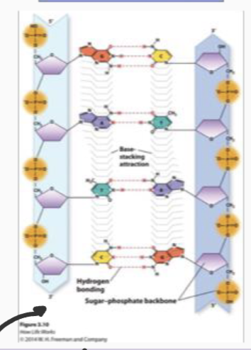 <p><strong>DNA has levels of structure (like proteins)</strong><br></p><p><strong>SECONDARY</strong></p>