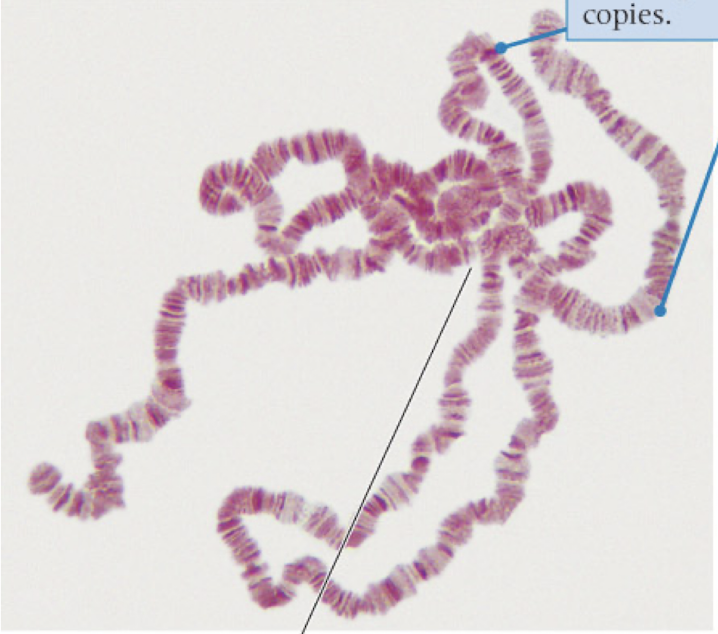 <p>highly repeated DNA sequences that never separate</p><p>produce large amounts of RNA and proteins quickly</p>