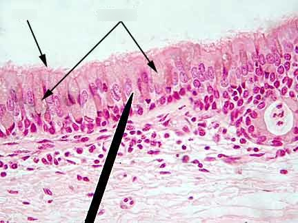 <p>has stereocilia (one giant cilium); stereocilia does not sweep things along, instead nourishes sperm cells; U-shaped</p>