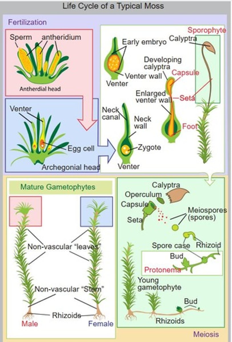 <p>What is the structural difference between gametophyte and sporophyte on moss?</p>