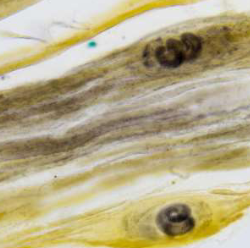 <p>Identify the Phylum &amp; name</p>