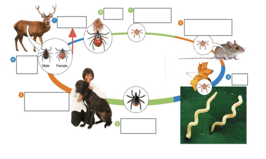 <p>tick vector stage?</p>