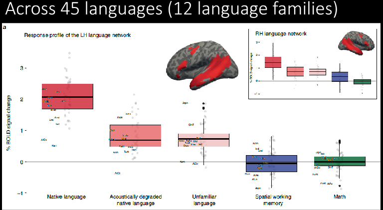<ul><li><p class="Paragraph SCXO164912637 BCX0" style="text-align: left;"><span style="background-color: inherit; line-height: 21.85px; color: windowtext;">The neural architecture supporting language is universal, despite dramatic surface-level differences between languages</span><span style="line-height: 21.85px; color: windowtext;"> </span></p></li><li><p class="Paragraph SCXO136013324 BCX0" style="text-align: left;"><span style="background-color: inherit; line-height: 21.85px; color: windowtext;">Universal features:</span><span style="line-height: 21.85px; color: windowtext;"> </span></p><ul><li><p class="Paragraph SCXO136013324 BCX0" style="text-align: left;"><span style="background-color: inherit; line-height: 21.85px; color: windowtext;">Consistent anatomical location</span><span style="line-height: 21.85px; color: windowtext;"> </span></p></li><li><p class="Paragraph SCXO136013324 BCX0" style="text-align: left;"><span style="background-color: inherit; line-height: 21.85px; color: windowtext;">Predominant left lateralization</span><span style="line-height: 21.85px; color: windowtext;"> </span></p></li><li><p class="Paragraph SCXO136013324 BCX0" style="text-align: left;"><span style="background-color: inherit; line-height: 21.85px; color: windowtext;">Strong internal functional connectivity</span><span style="line-height: 21.85px; color: windowtext;"> </span></p></li><li><p class="Paragraph SCXO136013324 BCX0" style="text-align: left;"><span style="background-color: inherit; line-height: 21.85px; color: windowtext;">Selectivity for linguistic processing</span><span style="line-height: 21.85px; color: windowtext;"> </span></p><ul><li><p class="Paragraph SCXO136013324 BCX0" style="text-align: left;"><span style="background-color: inherit; line-height: 21.85px; color: windowtext;">These properties likely reflect shared biological constraints shaped by evolution</span><span style="line-height: 21.85px; color: windowtext;"> </span></p></li></ul></li></ul></li></ul><p></p>