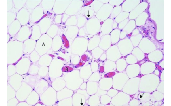 <p>identify the tissue</p>