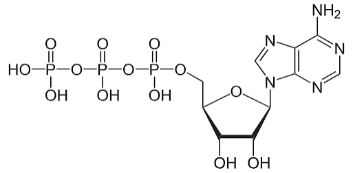 <p>What molecule is this?</p>