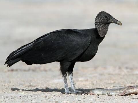 <p>Black Vulture</p>