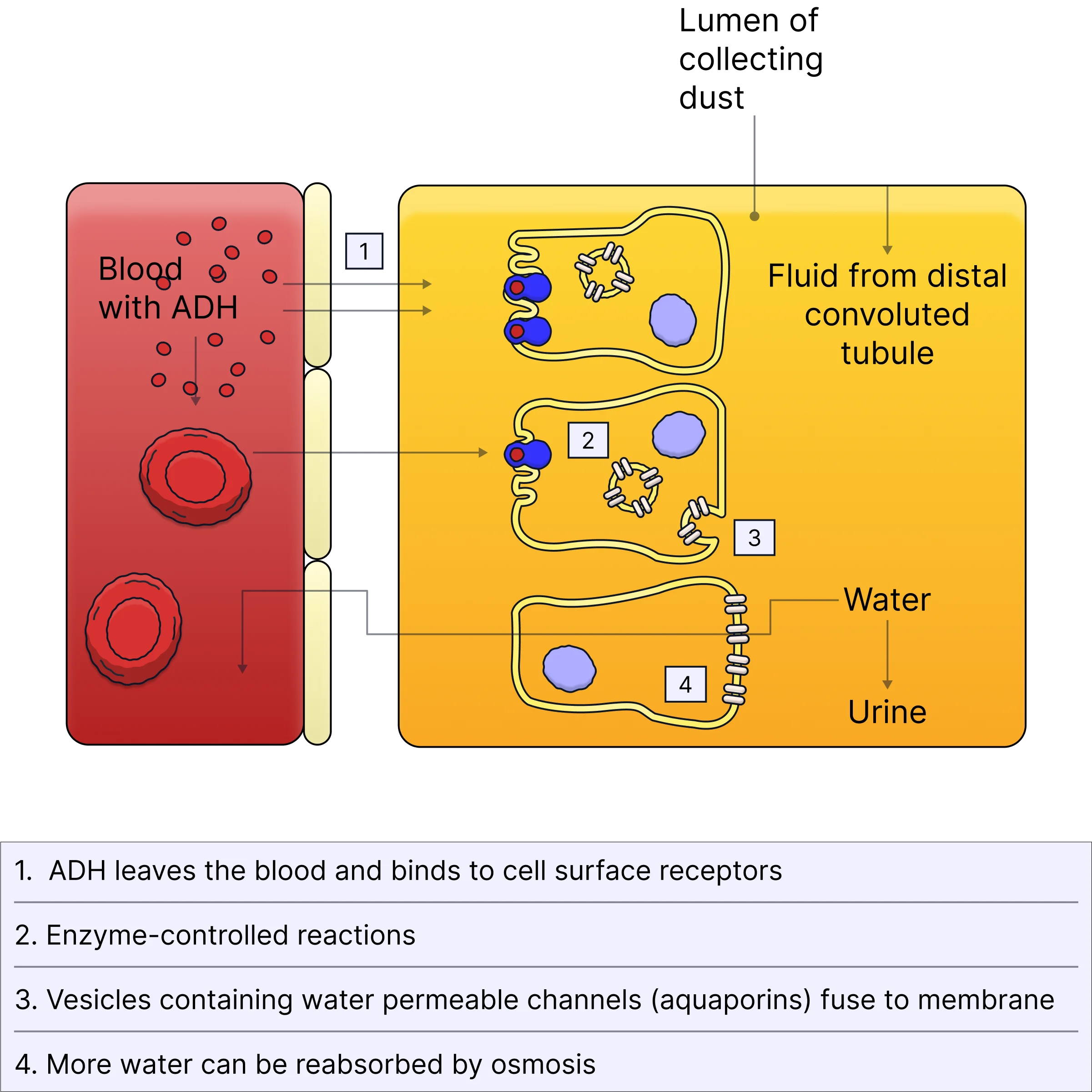 <ul><li><p>hypothalamus detects low water potential in blood and produces ADH which is secreted into the blood by the posterior pituitary gland</p></li><li><p>ADH binds to receptors on cells lining the collecting duct on lumen</p></li><li><p>causes vesicles containing aquaporins to be inserted into cell membrane</p></li><li><p>water enters cell through aquaporins by osmosis down ψ grad, then moves by osmosis from cell to capillary via interstitial fluid</p></li></ul><p></p>