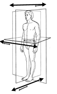 <p>splits the body into left and right halves</p>