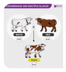 <p>a red cow and a white cow are bred together, it creates a roan cow, a cow with an equal amount of white fur and red fur expressed, it does not make a pink cow.</p>